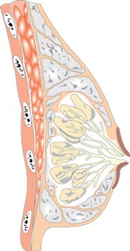 Der Aufbau der weiblichen Brust.